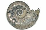 Iridescent, Pyritized Ammonite (Quenstedticeras) Fossil - Russia #336230-1